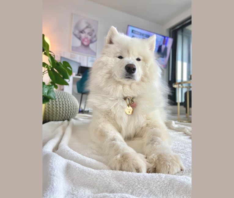 Fluffy, a Samoyed tested with EmbarkVet.com