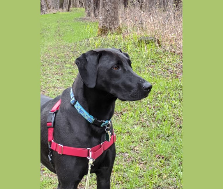 Neko, a Labrador Retriever and Mountain Cur mix tested with EmbarkVet.com