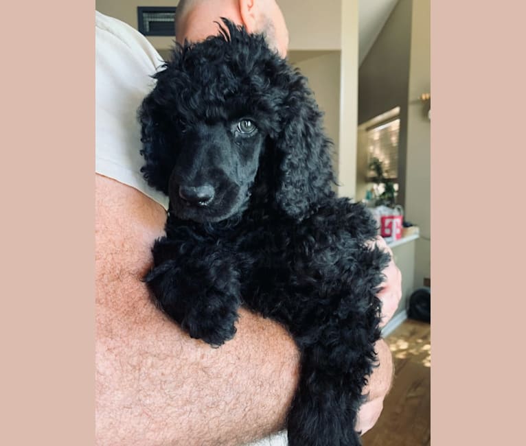 Photo of Hela, a Poodle (Standard)  in Bakersfield, California, USA