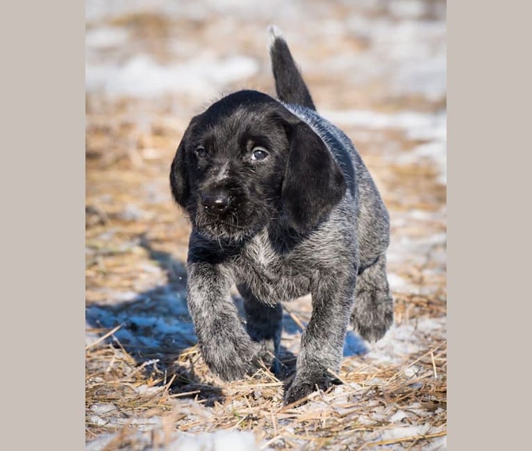 Artemis vom Nordlicht, a German Wirehaired Pointer tested with EmbarkVet.com