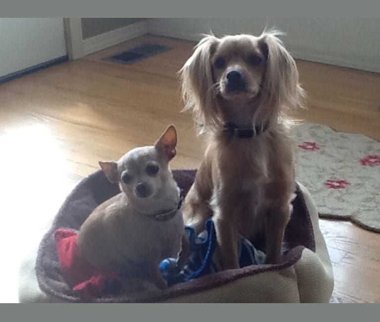 Cocker store chihuahua mix
