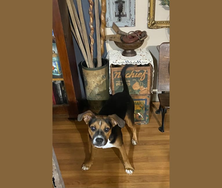 Duke, an American Pit Bull Terrier and Australian Cattle Dog mix tested with EmbarkVet.com