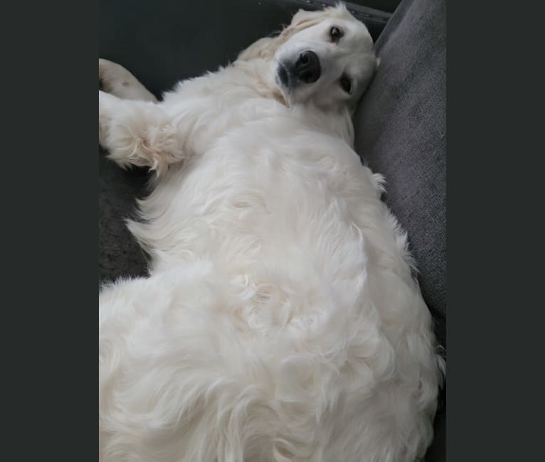 Whisper, a Great Pyrenees tested with EmbarkVet.com