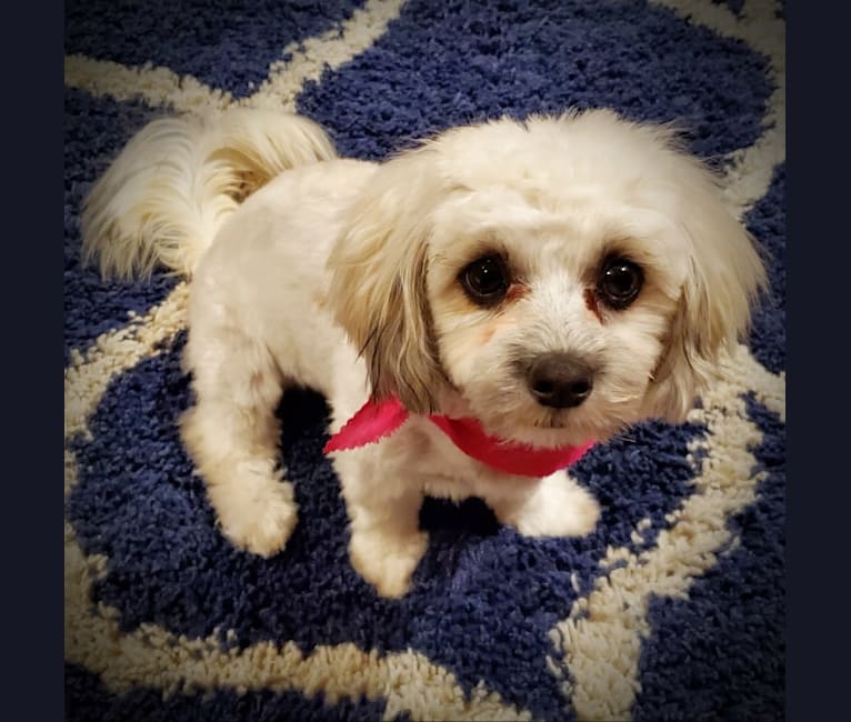 Kaylee, a Maltese and Shih Tzu mix tested with EmbarkVet.com