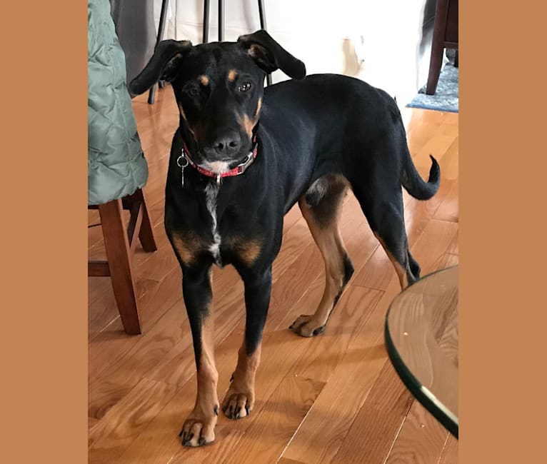 Beau, a Doberman Pinscher and American Pit Bull Terrier mix tested with EmbarkVet.com