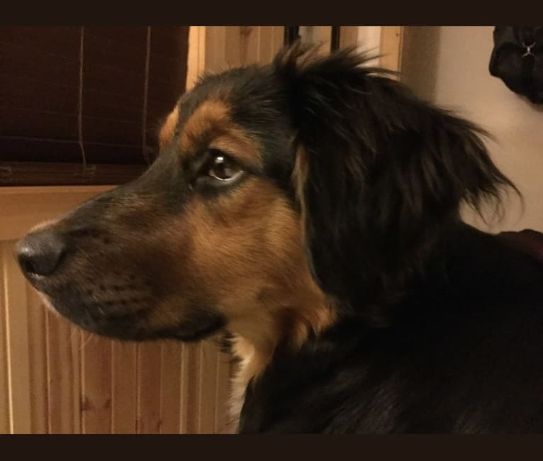 Maverick, a Beagle and German Shepherd Dog mix tested with EmbarkVet.com