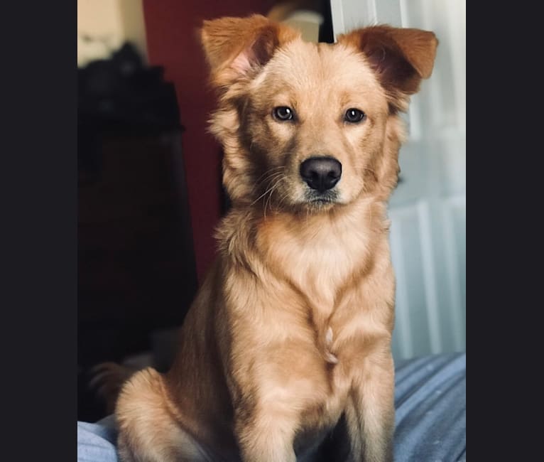 Embark Dog Dna Test Breed