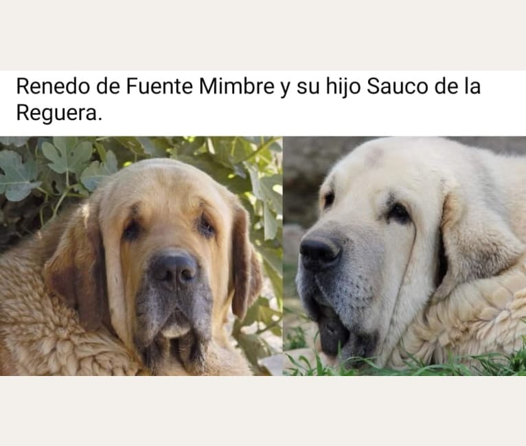 Silice de la Reguera, a Spanish Mastiff tested with EmbarkVet.com