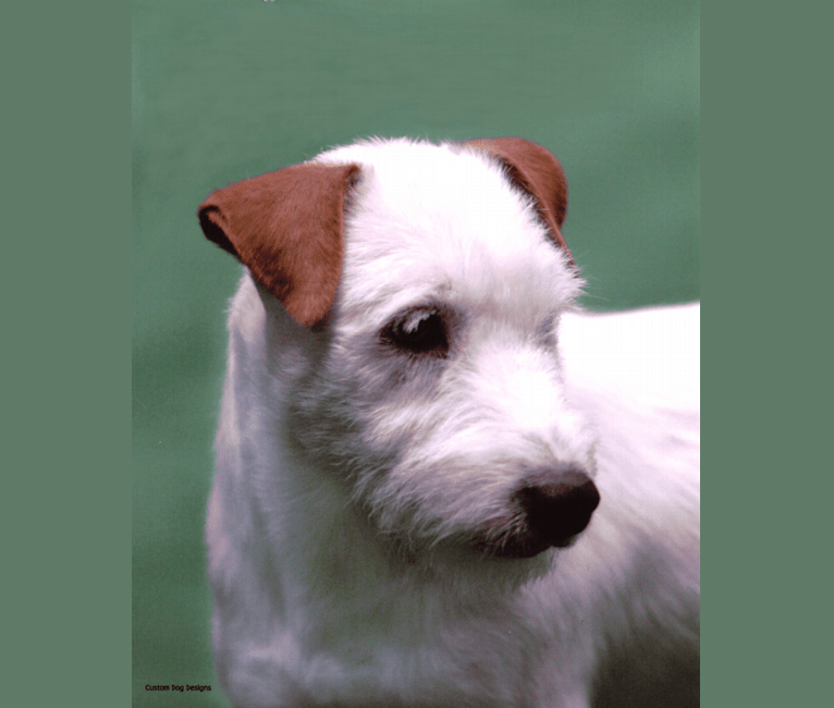 Romeo, a Russell-type Terrier tested with EmbarkVet.com