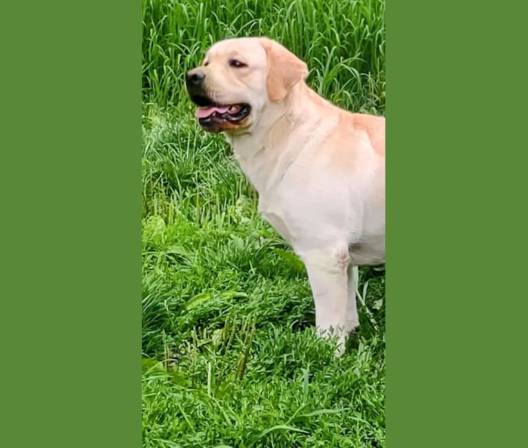 Bastian, a Labrador Retriever tested with EmbarkVet.com