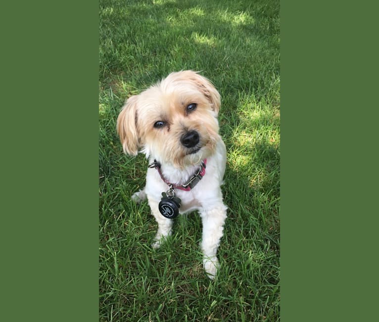 Shiloh, a Maltese and Yorkshire Terrier mix tested with EmbarkVet.com