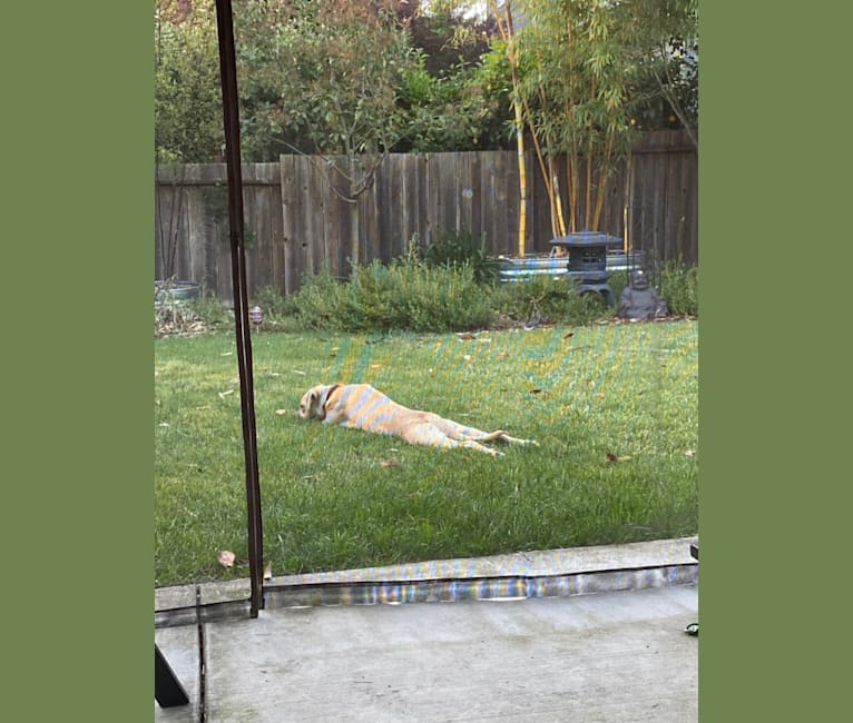 Photo of Roxy, an American Pit Bull Terrier, American Bully, Siberian Husky, and Golden Retriever mix in Stockton, California, USA