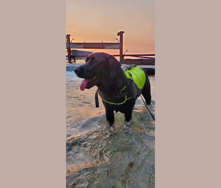 Chowder, a Siberian Husky and Labrador Retriever mix tested with EmbarkVet.com