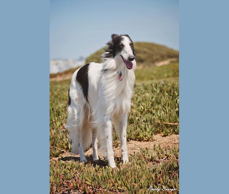 Photo of Falkor, a Silken Windhound 