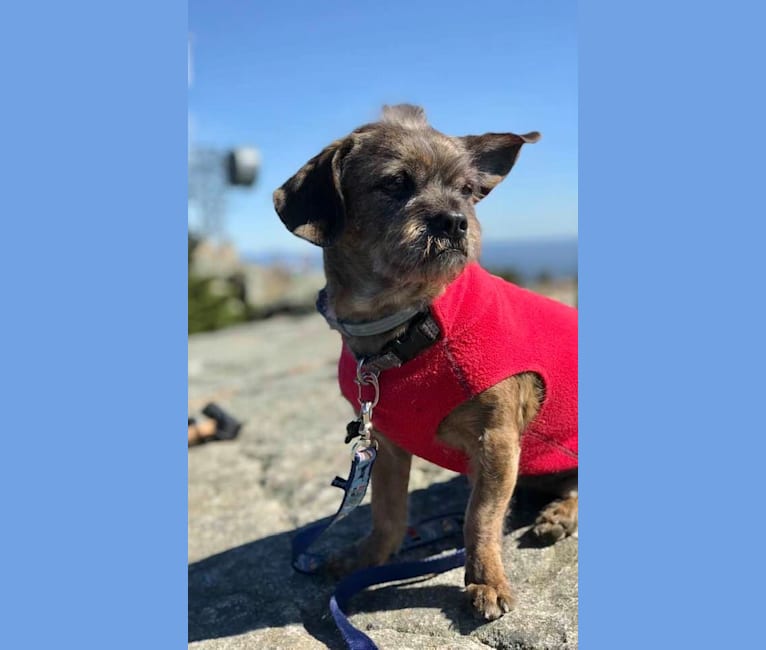 Bucky, a Lhasa Apso and Rat Terrier mix tested with EmbarkVet.com