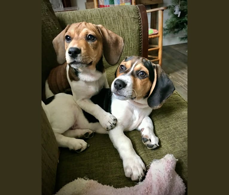 Bandit, a Treeing Walker Coonhound and Beagle mix tested with EmbarkVet.com