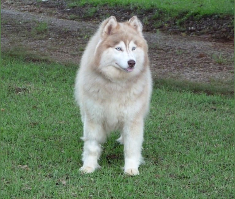 "SAKARI" SUNSHINE SAKARI, a Siberian Husky tested with EmbarkVet.com