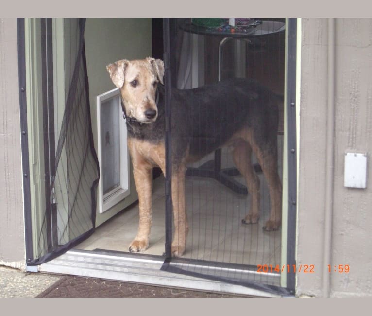 Duke, an Airedale Terrier tested with EmbarkVet.com