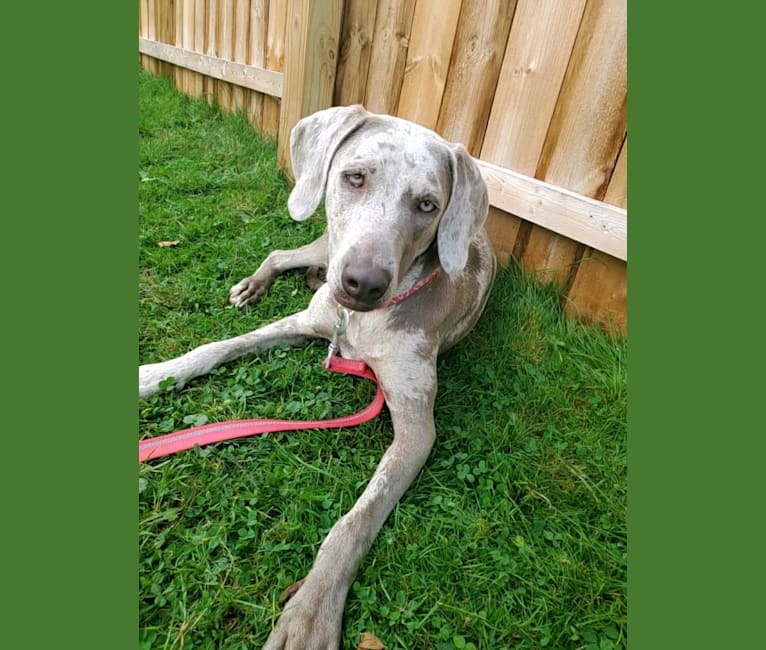 Maggie, a Weimaraner and Catahoula Leopard Dog mix tested with EmbarkVet.com