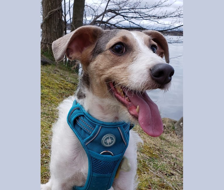 Finn or Finny, a Russell-type Terrier and Dachshund mix tested with EmbarkVet.com
