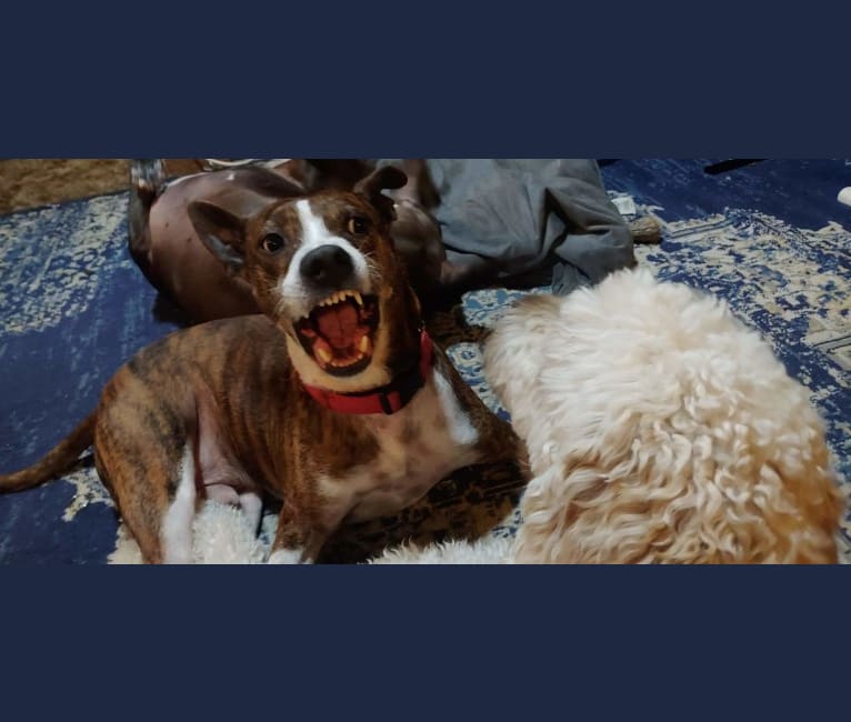 Photo of King Arthur McJacob Zapooti, an American Pit Bull Terrier, German Shepherd Dog, American Bulldog, and Mixed mix in Tacoma, Washington, USA