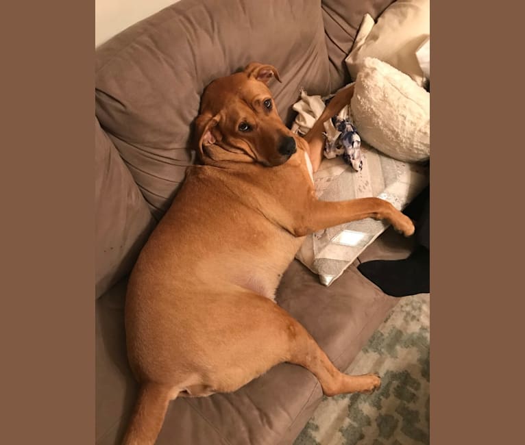 Embark Dog DNA Test Breed