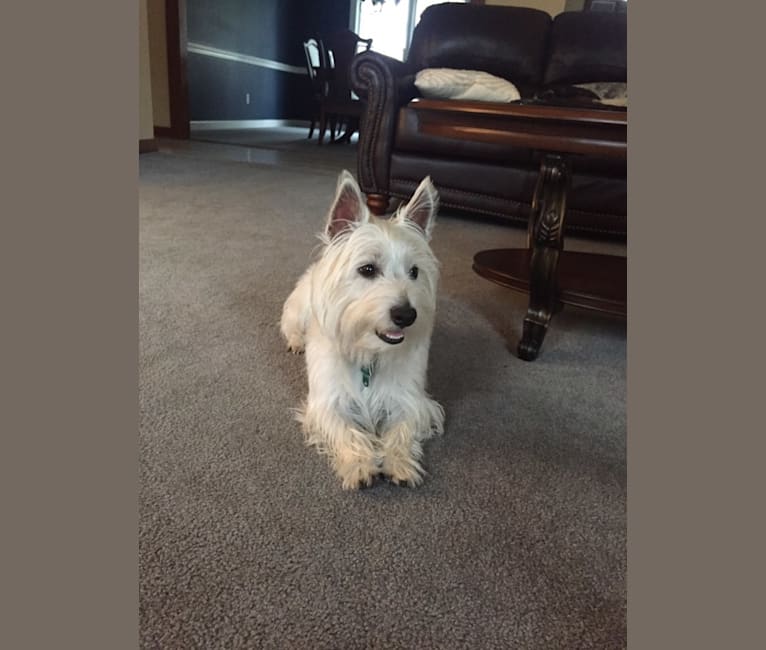 Bronson, a West Highland White Terrier tested with EmbarkVet.com
