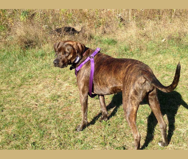 Brindle foxhound top