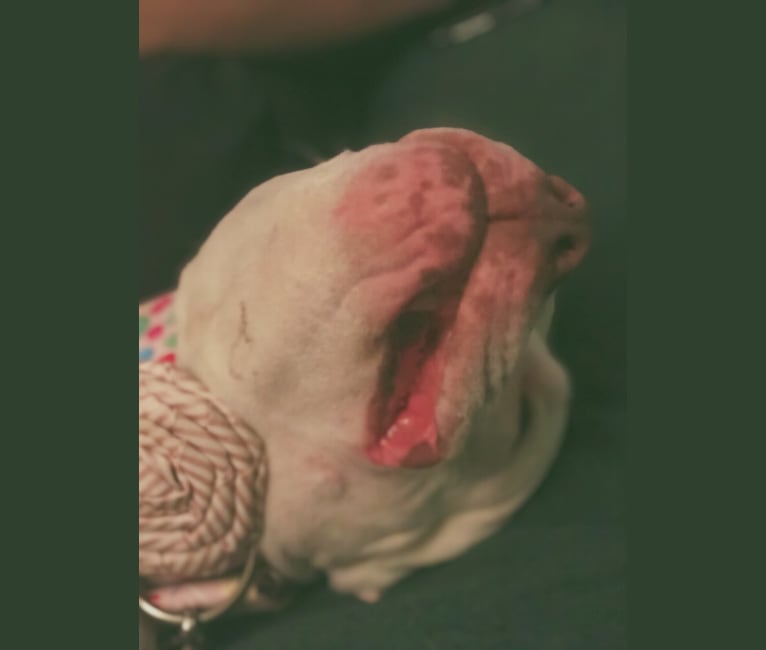 Nina, an American Bulldog and American Pit Bull Terrier mix tested with EmbarkVet.com