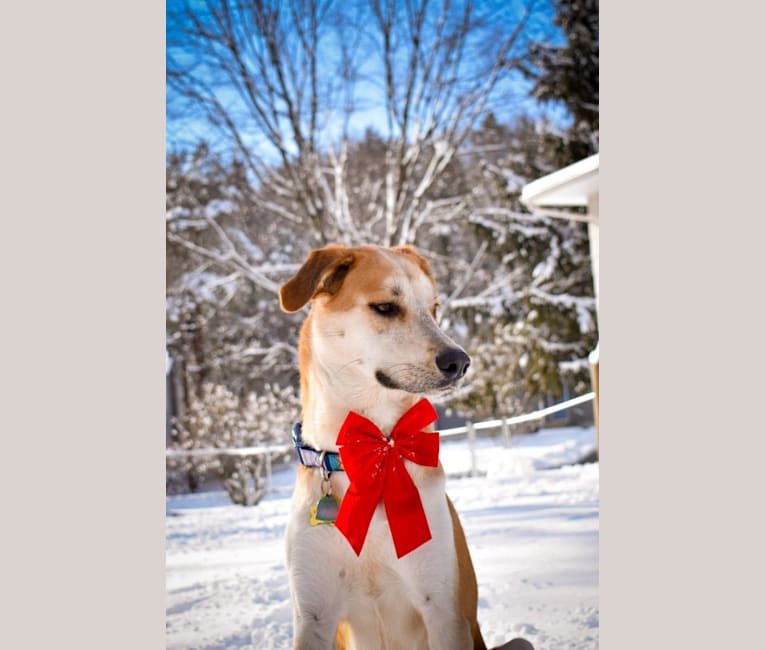Link, a Siberian Husky and Golden Retriever mix tested with EmbarkVet.com