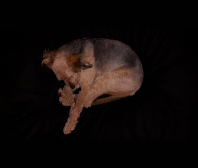 Pufi, a German Shepherd Dog and Puli mix tested with EmbarkVet.com