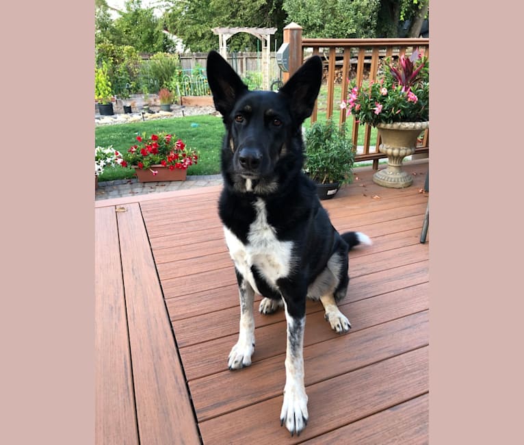 German shepherd with white paws sales and chest