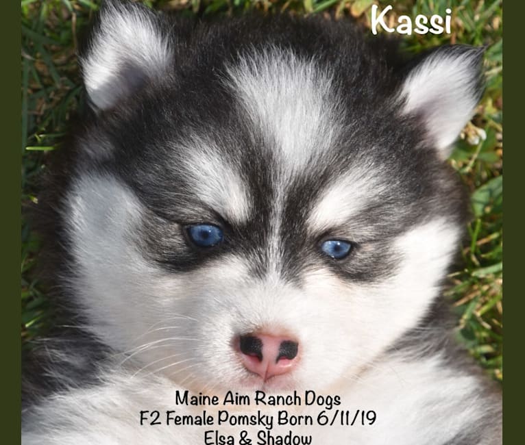 Photo of Kassi, a Pomsky  in Maine Aim Ranch, King, Allerton, IA, USA
