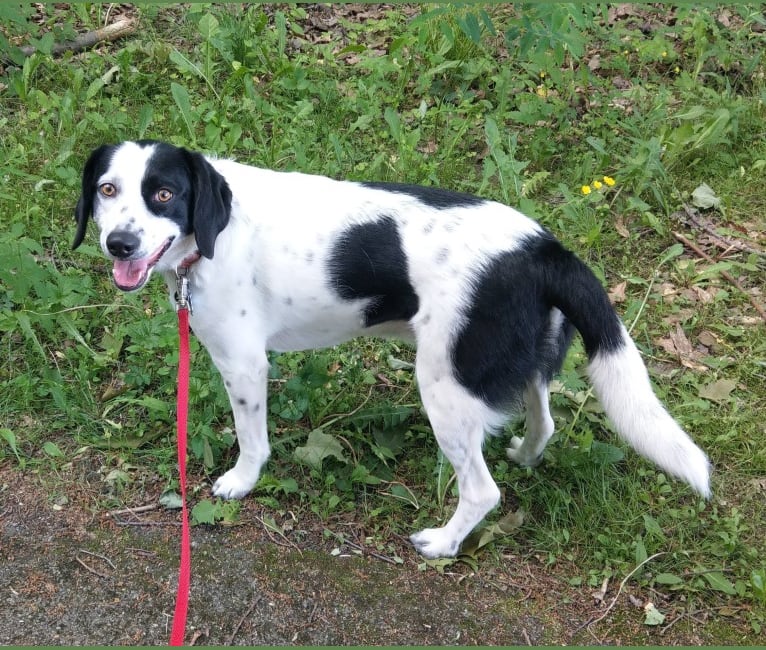 Border collie and beagle mix deals