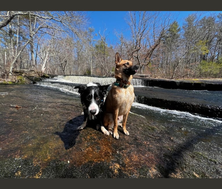 Arlo, a Border Collie tested with EmbarkVet.com