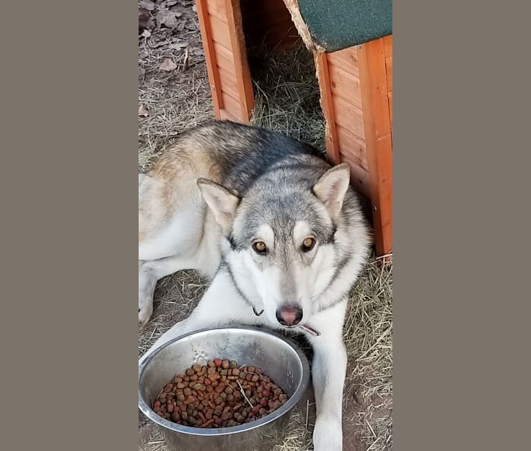 Embark Dog Dna Test Breed