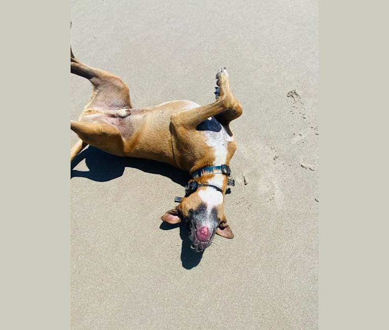 Photo of Takumi, an American Pit Bull Terrier and German Shepherd Dog mix in Port St. Lucie, Florida, USA