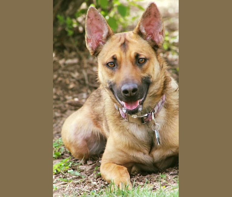 Embark Dog DNA Test Breed