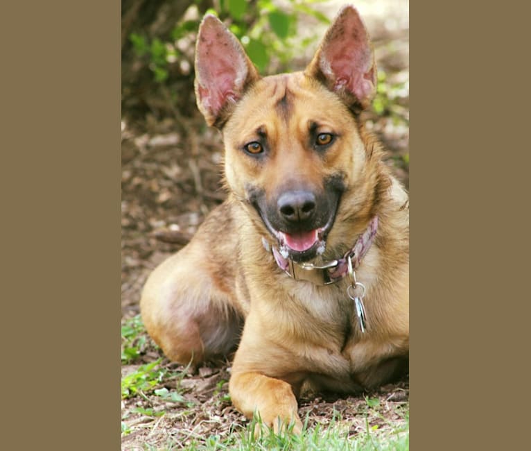 Annika, a Dutch Shepherd and Belgian Malinois mix tested with EmbarkVet.com