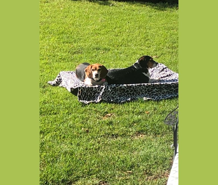 Photo of Holly, a Beagle  in Memphis, Tennessee, USA
