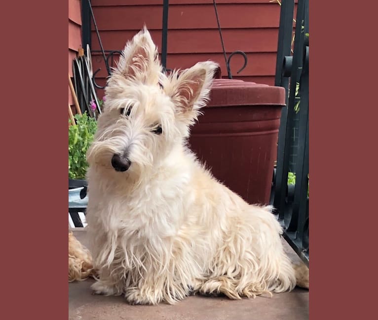 AFTERGLOW’S DREAMSICLE, a Scottish Terrier tested with EmbarkVet.com