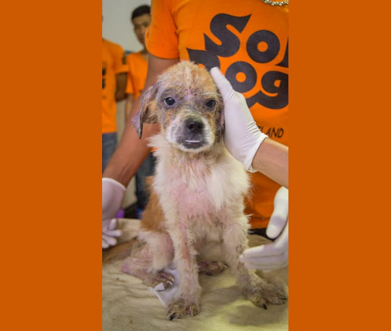 Sandy, a Southeast Asian Village Dog and Shih Tzu mix tested with EmbarkVet.com