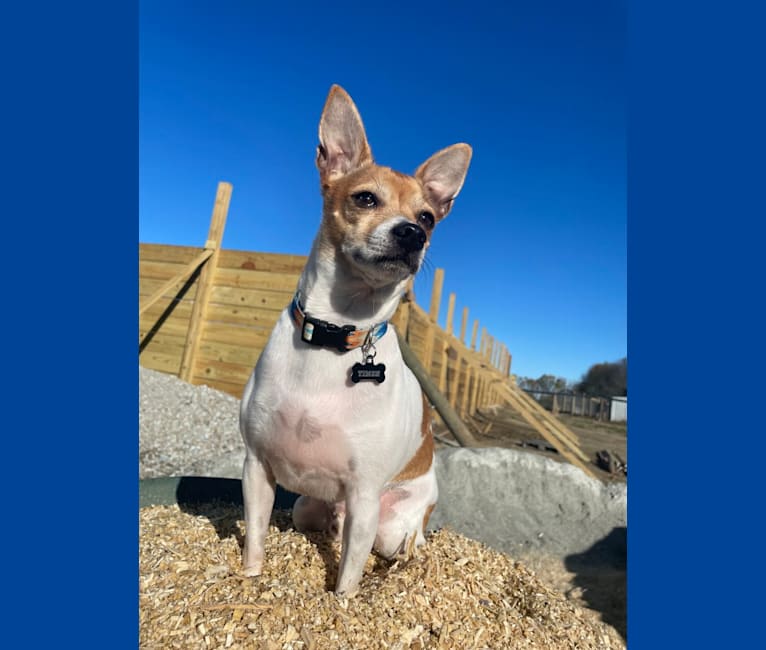 Timon, a Chihuahua tested with EmbarkVet.com