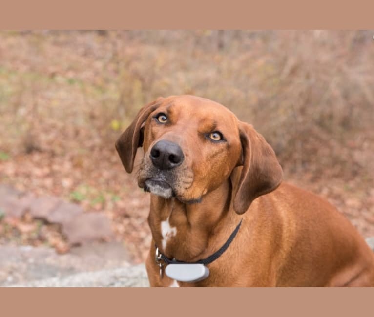 redbone coonhound and beagle mix