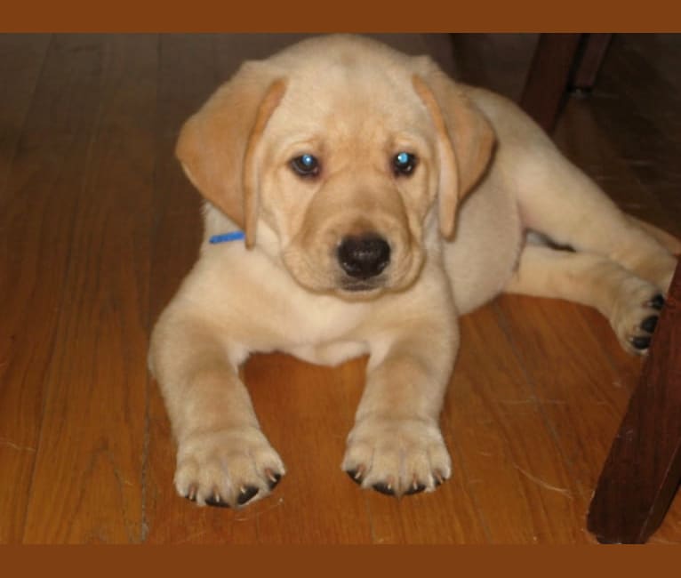 Xander, a Labrador Retriever tested with EmbarkVet.com