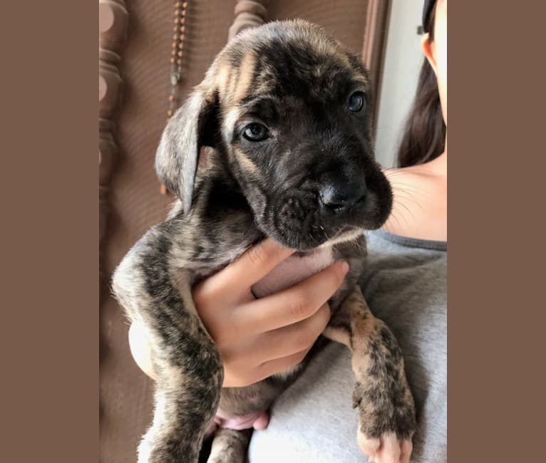 Embark Dog Dna Test Breed See more of saint bernard newfoundland great danes on facebook. embark dog dna test breed