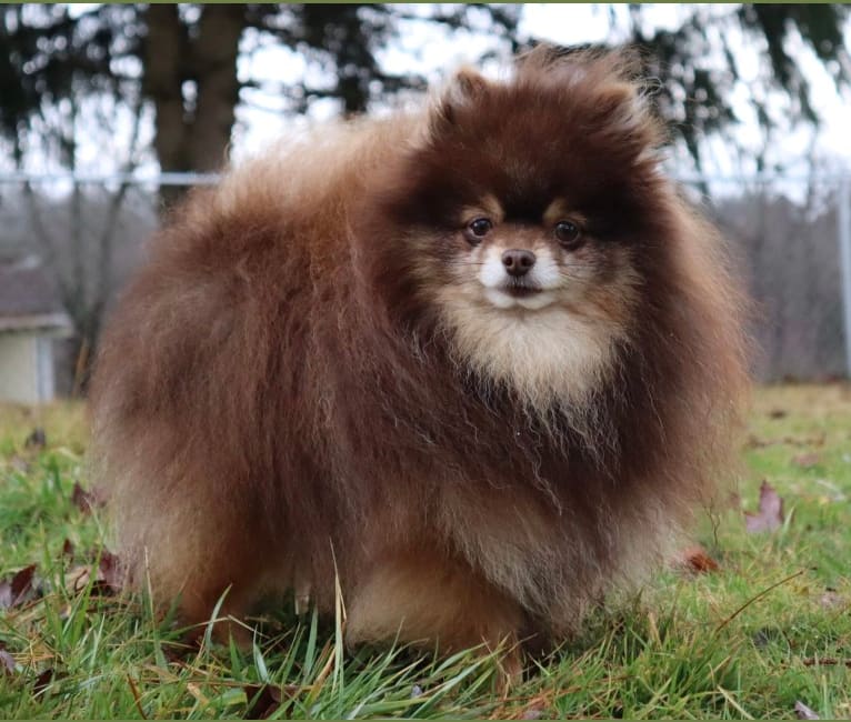 Kona, a Pomeranian tested with EmbarkVet.com