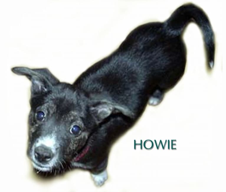 Howard, a Schipperke and American Pit Bull Terrier mix tested with EmbarkVet.com