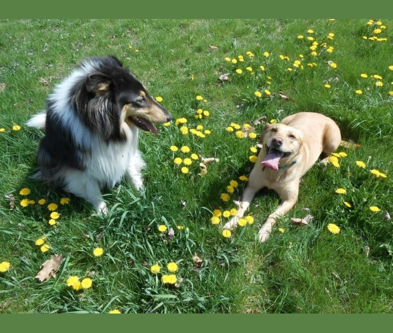 Sadie, a Labrador Retriever and American Bulldog mix tested with EmbarkVet.com