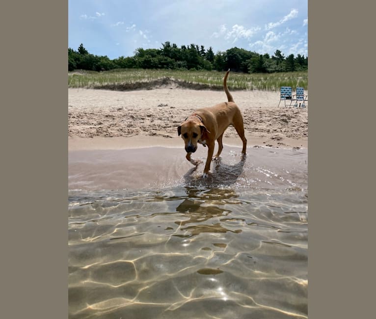 Simon, an American Pit Bull Terrier and Catahoula Leopard Dog mix tested with EmbarkVet.com